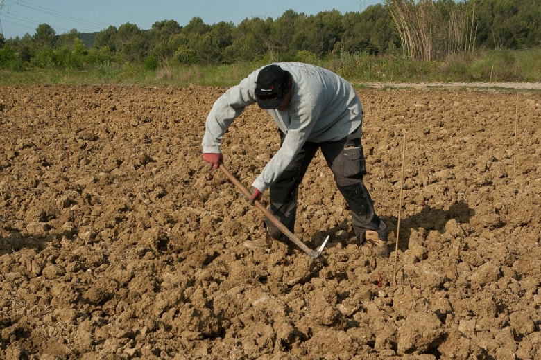 «Актуальным и долгожданным» назвали фермеры закон об аренде земли без аукциона